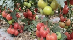 高山大棚蔬菜种植 助推乡村产业振兴